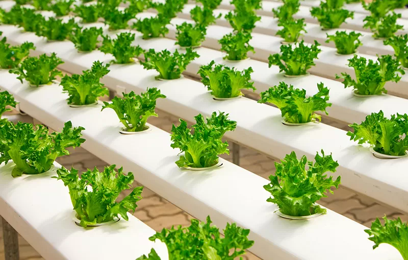 How Pumps and Finished Sensors Support Modern Agriculture Systems